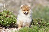SPITZ ALLEMAND 252